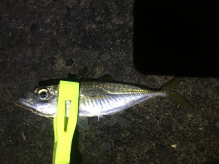 ハマチとメジロ